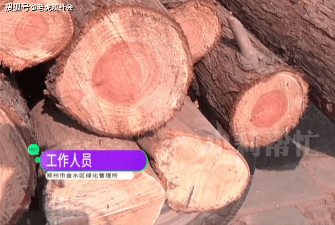 河南郑州：小区几十万的名贵树木，被物业私自砍伐卖钱，真的是无法无天了