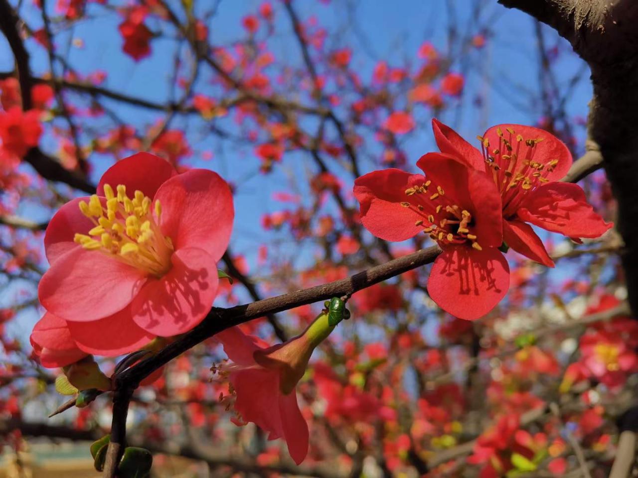 天到啦！广元海棠花在阳光的映衬下显得格外明艳，一起来看看！